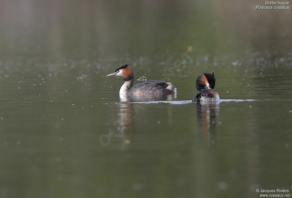 Great Crested Grebe, Reproduction-nesting