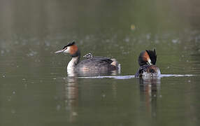 Great Crested Grebe