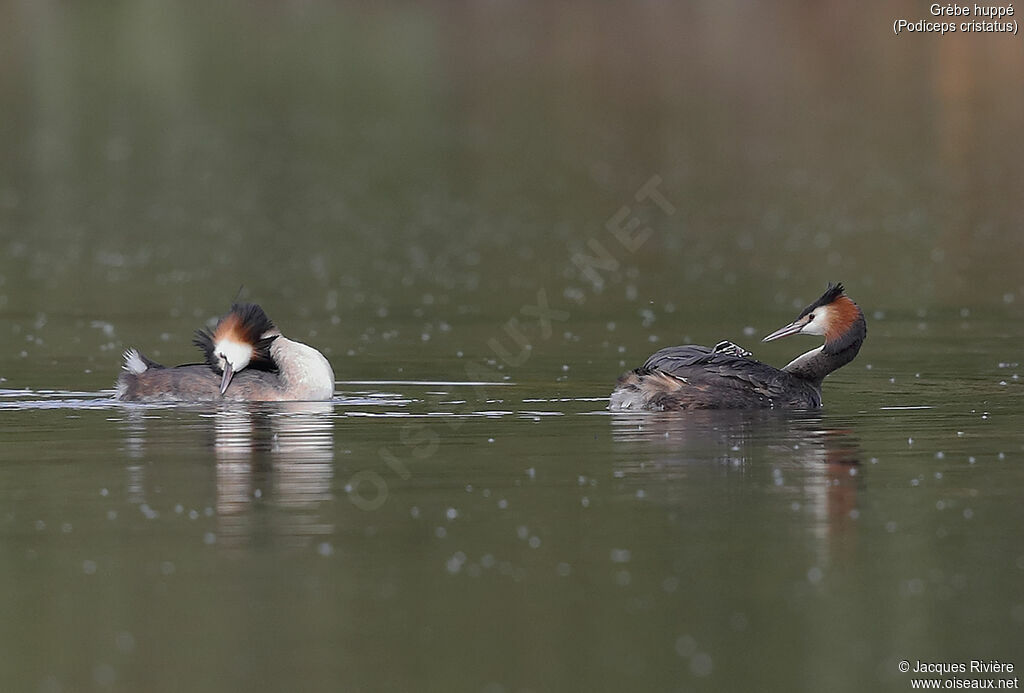 Great Crested Grebe