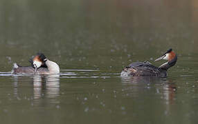 Great Crested Grebe