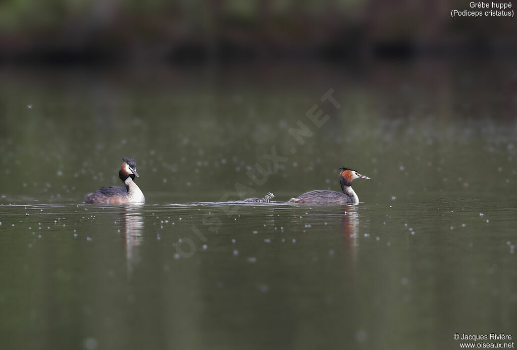 Great Crested Grebe