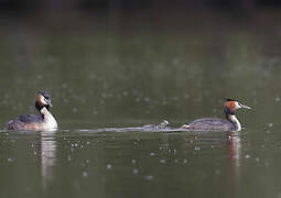 Great Crested Grebe