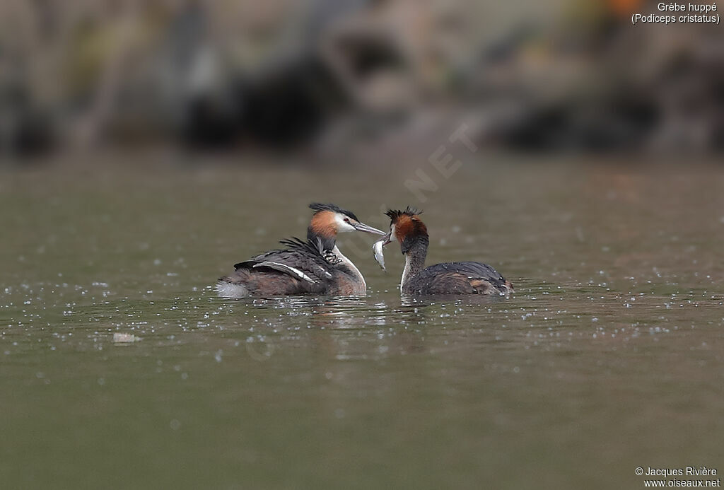 Great Crested Grebe, Reproduction-nesting