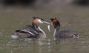 Great Crested Grebe