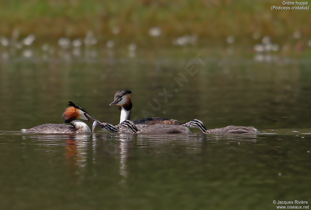 Grèbe huppé, identification, nage, mange, Nidification