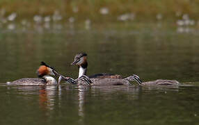 Great Crested Grebe