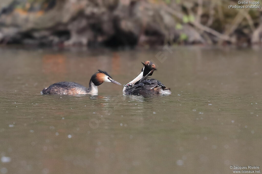 Great Crested Grebe