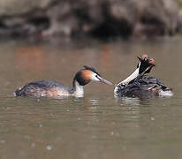 Great Crested Grebe