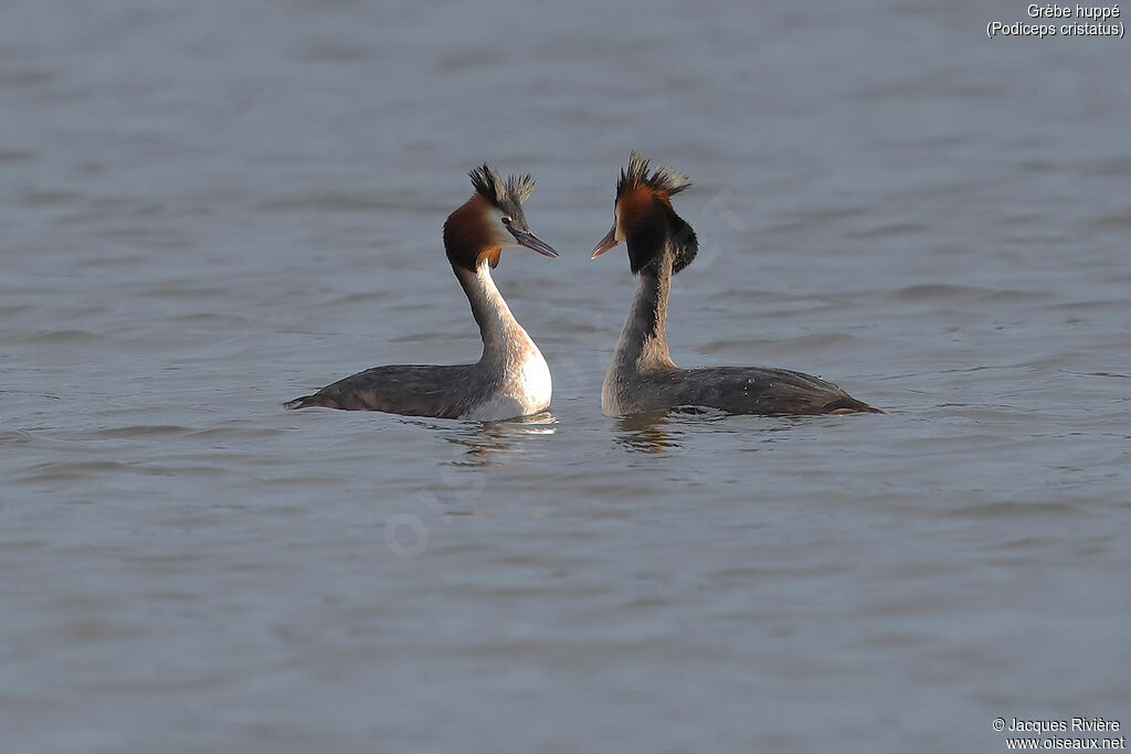 Great Crested Grebeadult breeding, courting display