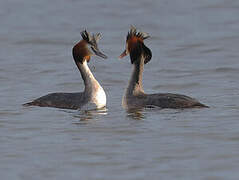 Great Crested Grebe