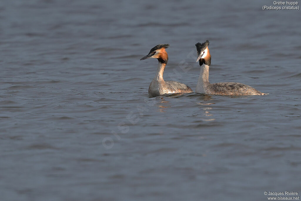 Great Crested Grebeadult, swimming