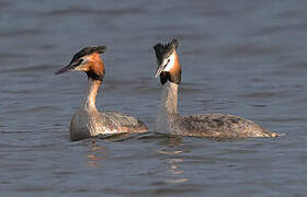 Great Crested Grebe