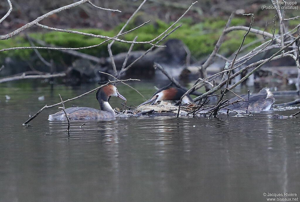 Great Crested Grebeadult breeding, Reproduction-nesting