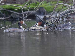 Great Crested Grebe