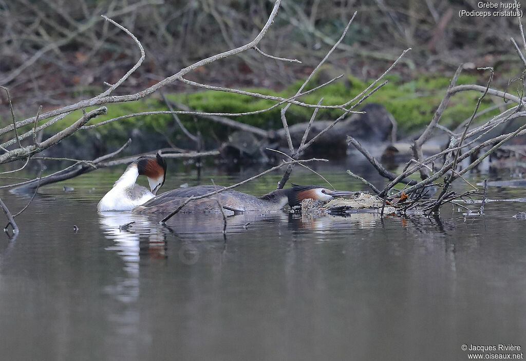 Great Crested Grebeadult breeding, Reproduction-nesting