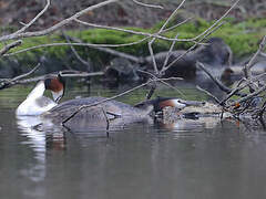 Great Crested Grebe