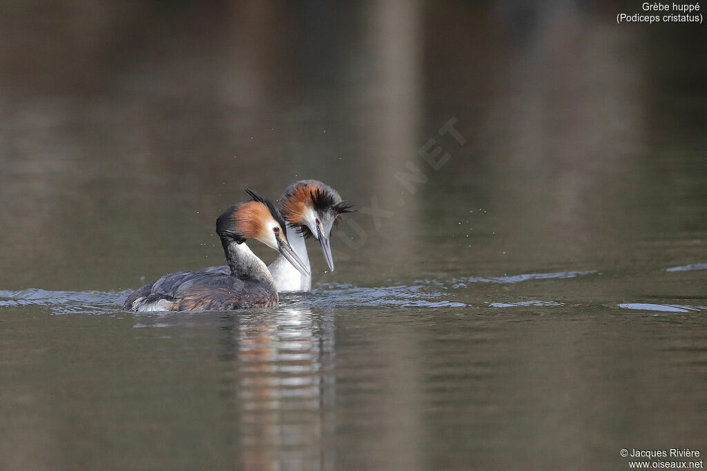 Great Crested Grebeadult breeding, courting display