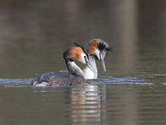 Great Crested Grebe