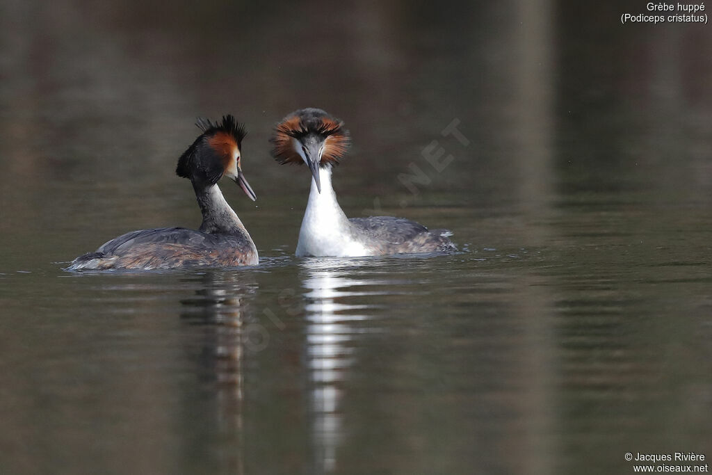 Great Crested Grebe