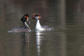 Great Crested Grebe