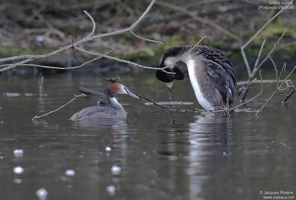 Great Crested Grebeadult breeding, Reproduction-nesting