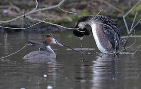 Great Crested Grebe