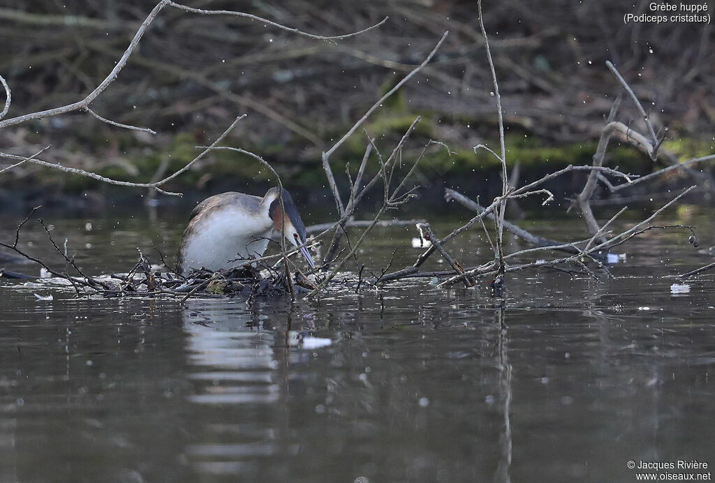 Great Crested Grebe female adult breeding, Reproduction-nesting