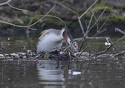 Great Crested Grebe