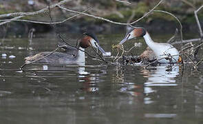 Great Crested Grebe