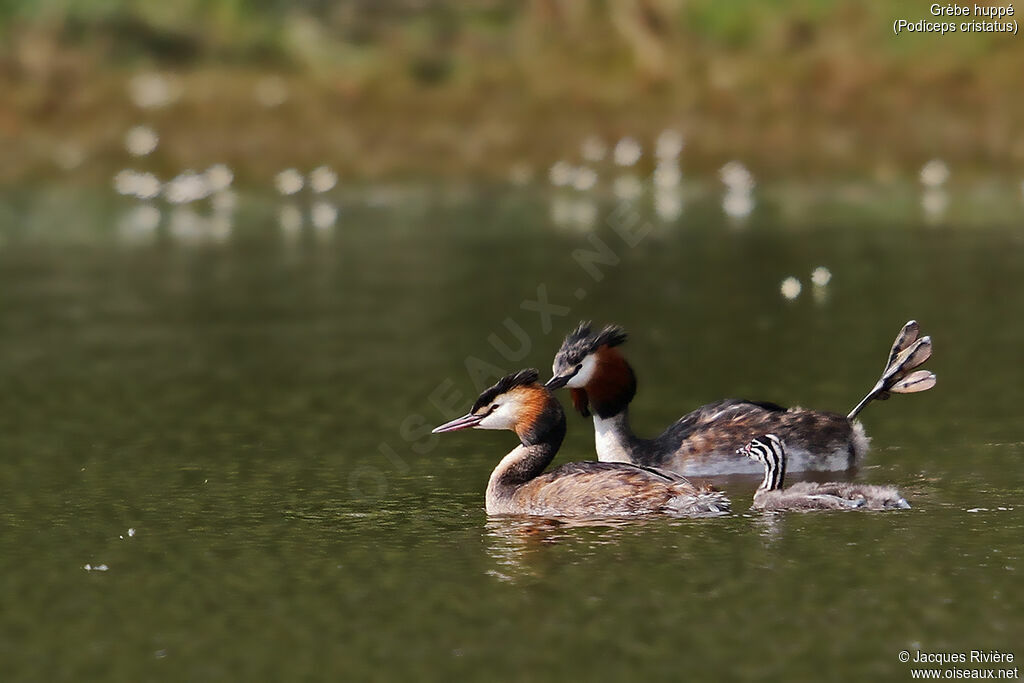 Great Crested Grebe, identification, swimming