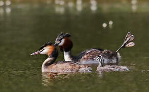 Great Crested Grebe