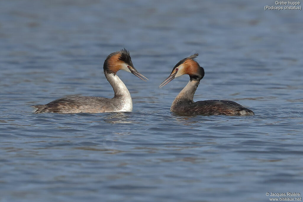 Great Crested Grebeadult breeding, courting display