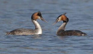 Great Crested Grebe