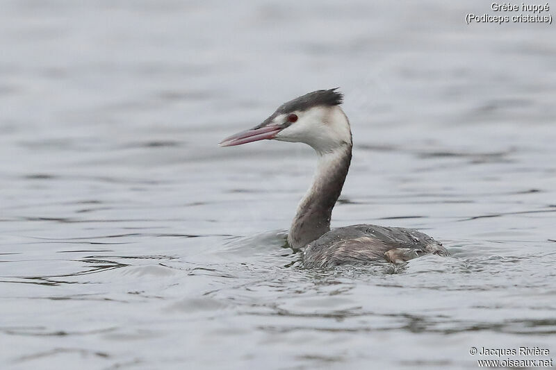 Great Crested Grebeadult post breeding, identification, swimming