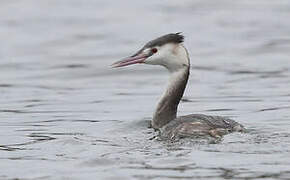 Great Crested Grebe