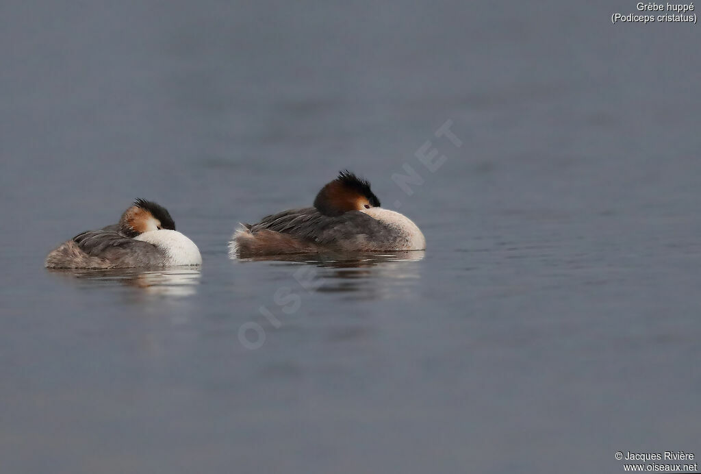 Great Crested Grebeadult breeding, swimming