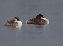 Great Crested Grebe