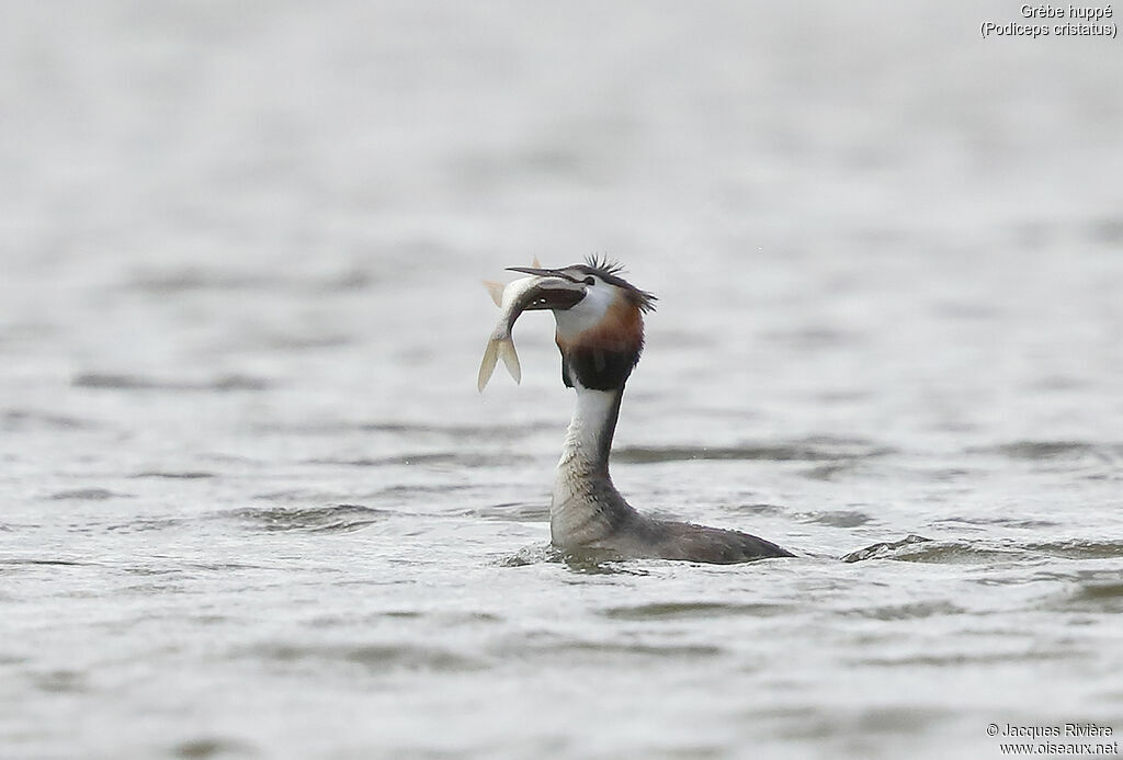 Great Crested Grebeadult breeding, identification, swimming, eats