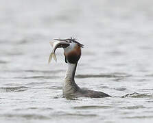 Great Crested Grebe