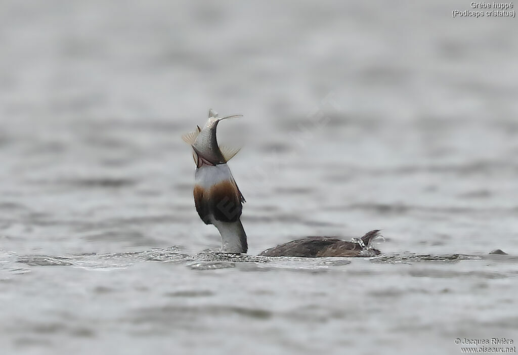 Great Crested Grebeadult breeding, identification, swimming, eats