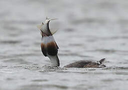 Great Crested Grebe