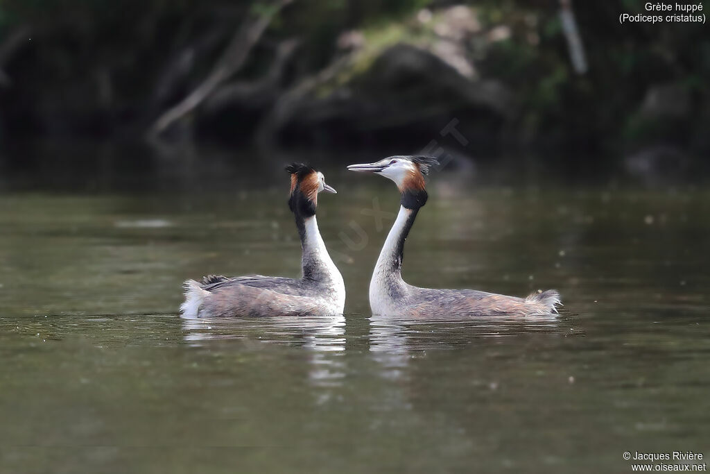 Great Crested Grebeadult breeding, courting display