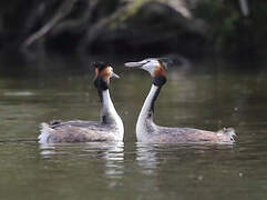 Great Crested Grebe