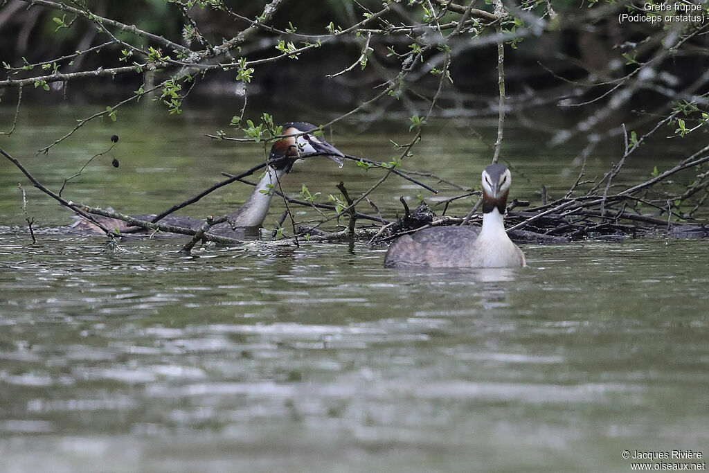 Great Crested Grebeadult breeding, swimming, Reproduction-nesting