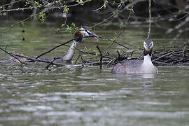 Great Crested Grebe