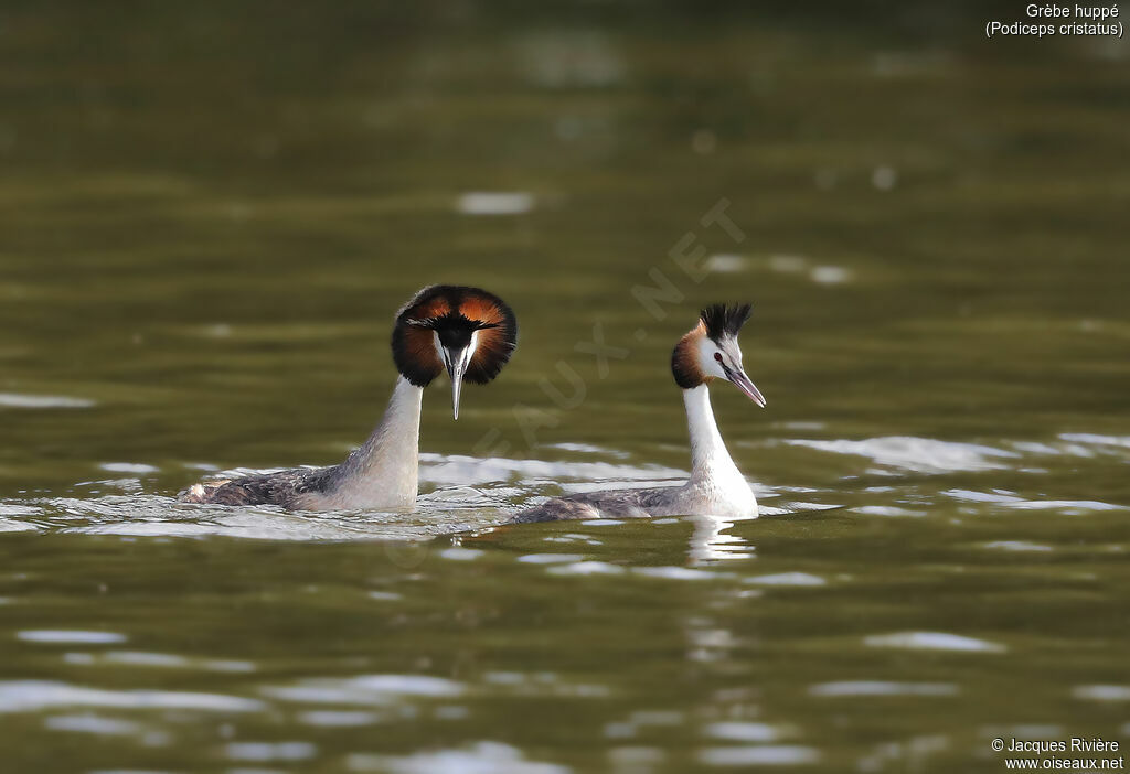 Great Crested Grebeadult breeding, swimming, courting display