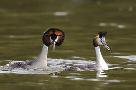 Great Crested Grebe