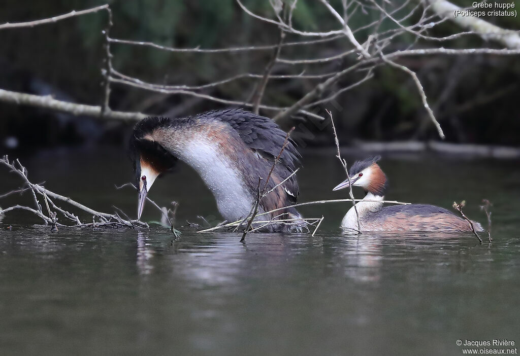 Great Crested Grebeadult breeding, courting display