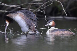 Great Crested Grebe