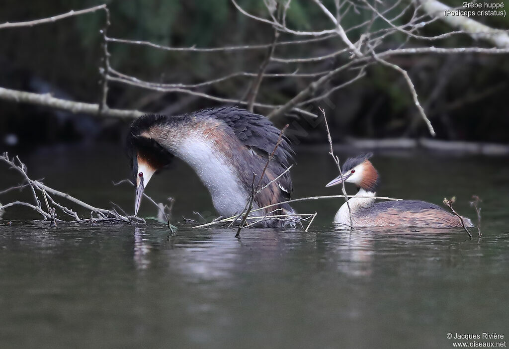 Great Crested Grebeadult breeding, Reproduction-nesting